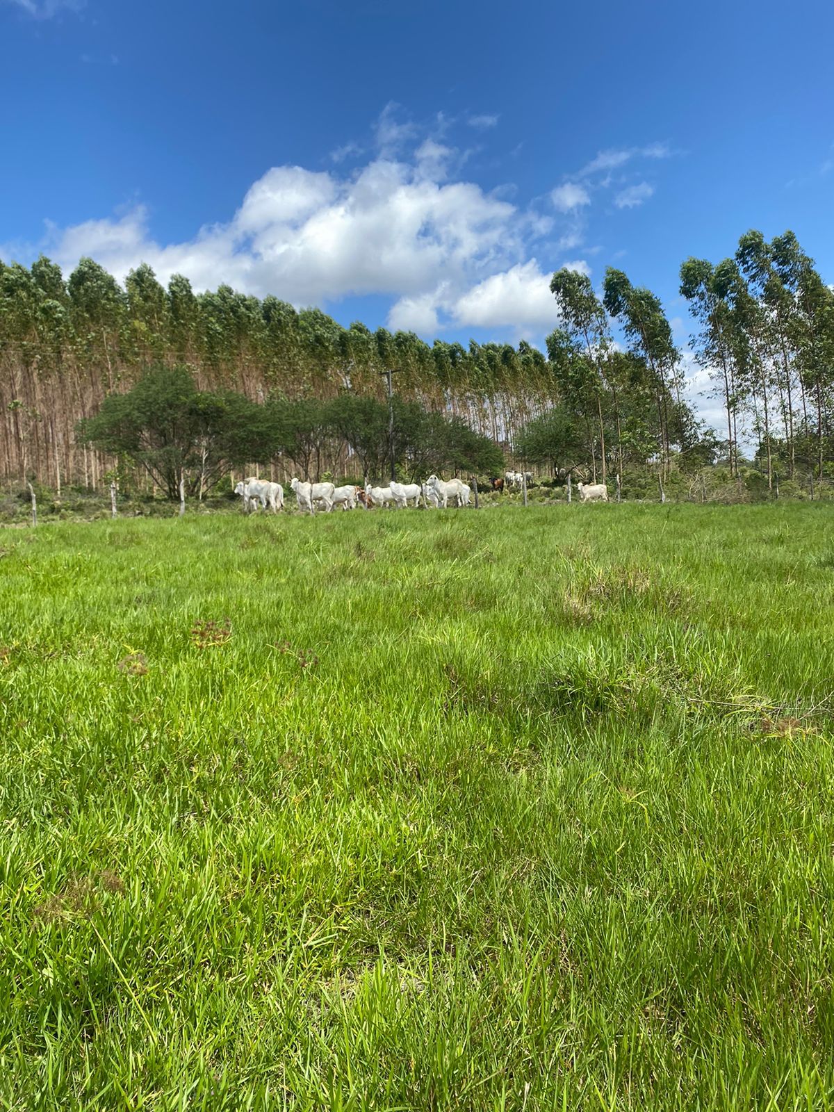 Propriedade rural em Rio Real — 386 hectares — foto 1 de 3