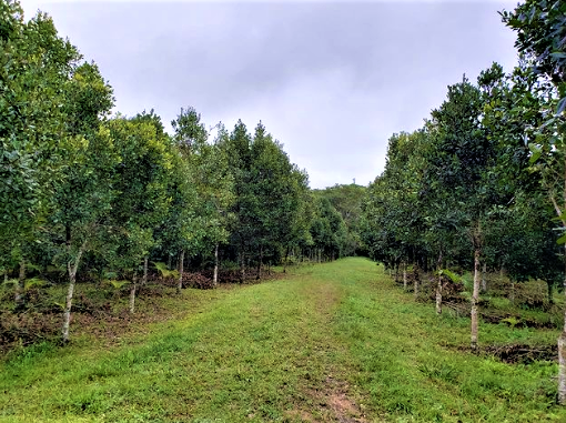 Propriedade rural em Jacupiranga — 175 hectares — foto 1 de 2